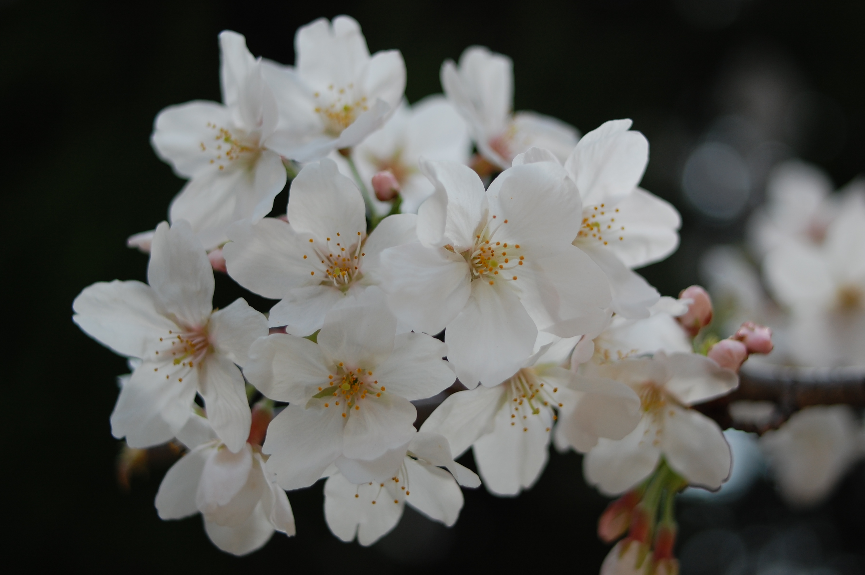 天神の桜